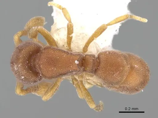 Discothyrea venus specimen