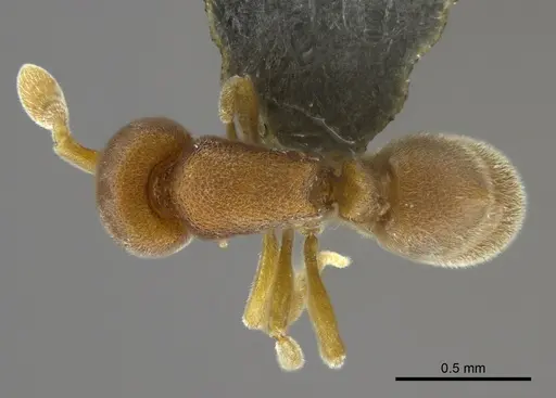 Discothyrea wakanda specimen