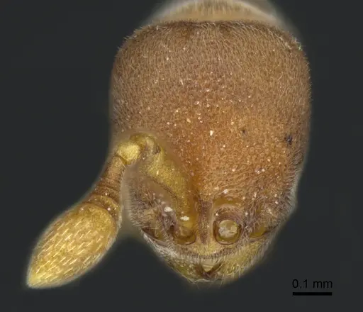 Discothyrea wakanda specimen