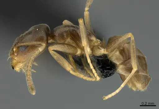 Doleromyrma darwiniana specimen