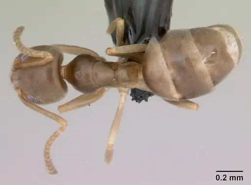 Doleromyrma darwiniana - CASENT0009949