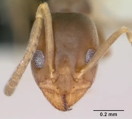 Doleromyrma darwiniana - CASENT0009949