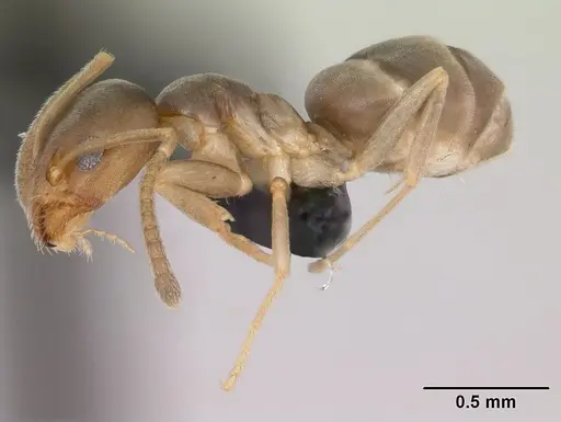 Doleromyrma darwiniana - CASENT0009949