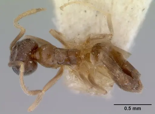 Doleromyrma darwiniana - CASENT0172307