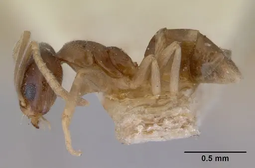 Doleromyrma darwiniana - CASENT0172307