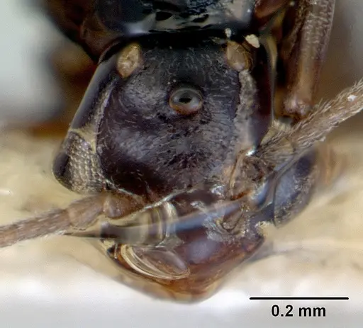 Doleromyrma darwiniana - CASENT0172369