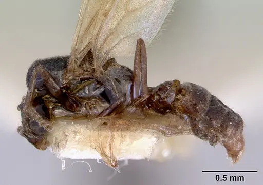 Doleromyrma darwiniana - CASENT0172369