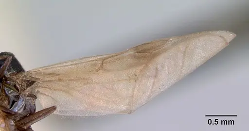 Doleromyrma darwiniana - CASENT0172369