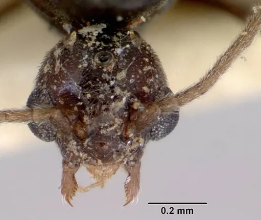 Doleromyrma darwiniana - CASENT0172371