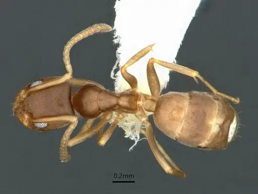 Doleromyrma darwiniana - CASENT0886006