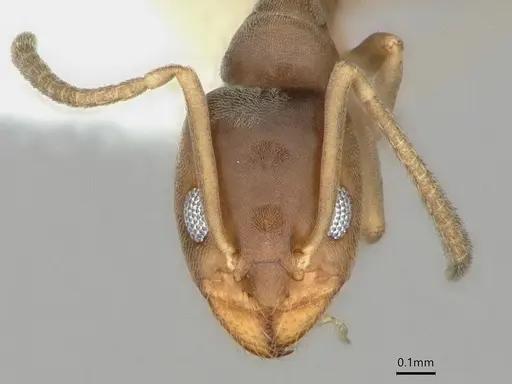 Doleromyrma darwiniana - CASENT0886006