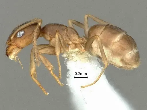 Doleromyrma darwiniana - CASENT0886006
