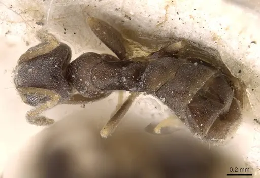 Doleromyrma darwiniana - CASENT0909516