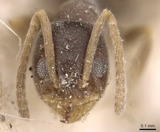 Doleromyrma darwiniana - CASENT0909516