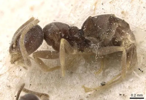 Doleromyrma darwiniana - CASENT0909516