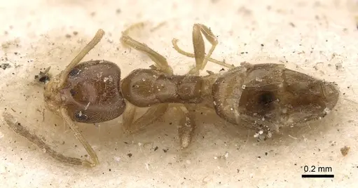 Doleromyrma darwiniana - CASENT0909517