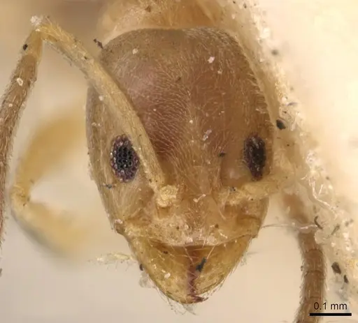 Doleromyrma darwiniana - CASENT0909517