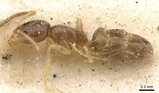 Doleromyrma darwiniana - CASENT0909517