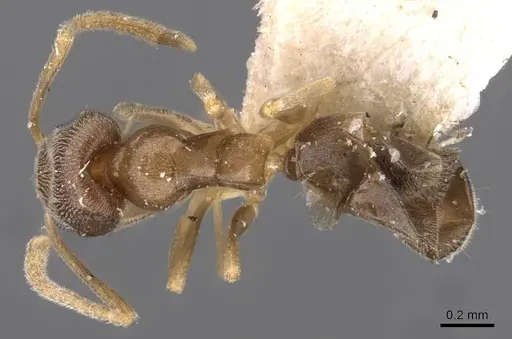 Doleromyrma darwiniana - CASENT0909518