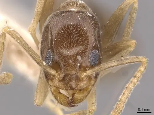 Doleromyrma darwiniana - CASENT0909518