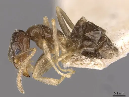 Doleromyrma darwiniana - CASENT0909518