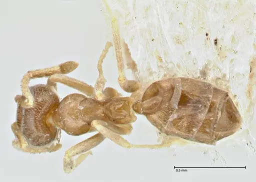 Doleromyrma darwiniana - FOCOL2833