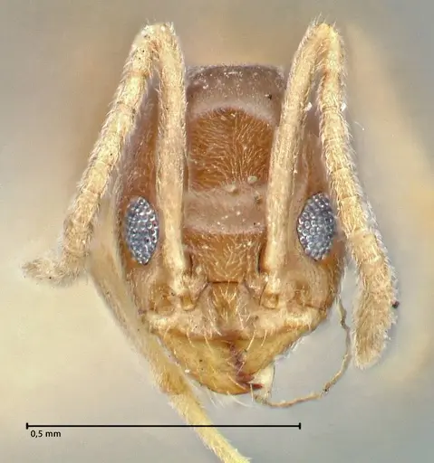 Doleromyrma darwiniana - FOCOL2833