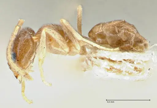 Doleromyrma darwiniana - FOCOL2833