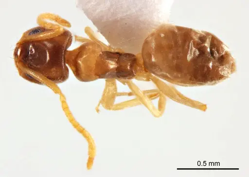 Doleromyrma rottnestensis specimen