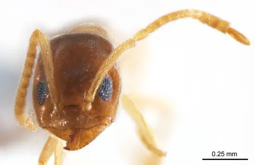 Doleromyrma rottnestensis specimen