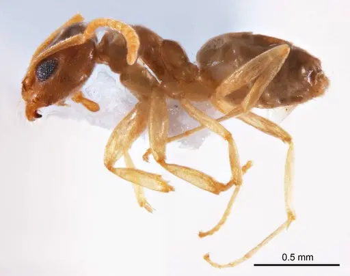 Doleromyrma rottnestensis - ANTWEB1008633