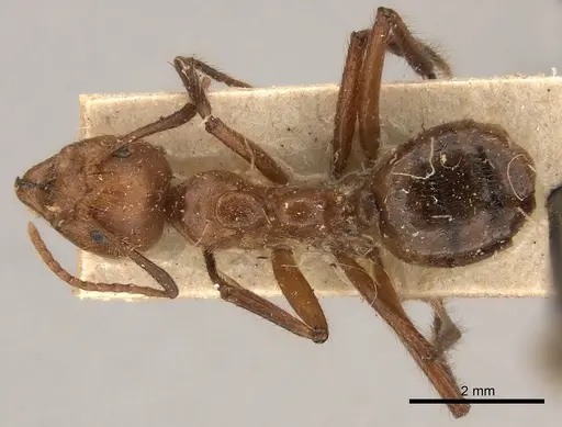 Dolichoderus abruptus specimen
