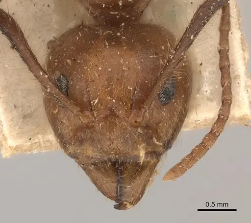 Dolichoderus abruptus specimen