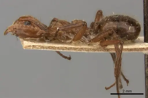 Dolichoderus abruptus specimen