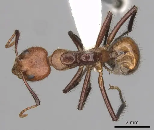 Dolichoderus abruptus - CASENT0249581