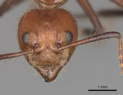 Dolichoderus abruptus - CASENT0249581