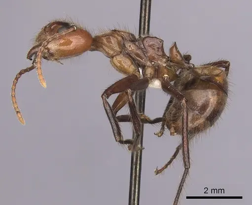 Dolichoderus abruptus - CASENT0249581