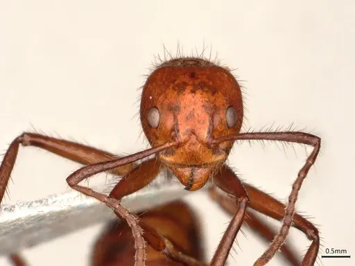 Dolichoderus abruptus - CASENT0866517