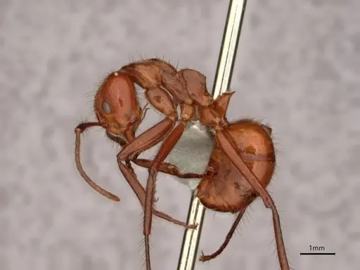 Dolichoderus abruptus - CASENT0866517