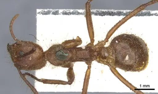 Dolichoderus abruptus - CASENT0902944