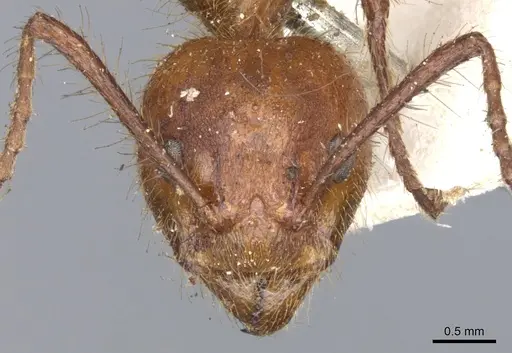 Dolichoderus abruptus - CASENT0902944