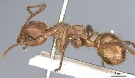 Dolichoderus abruptus - CASENT0902944