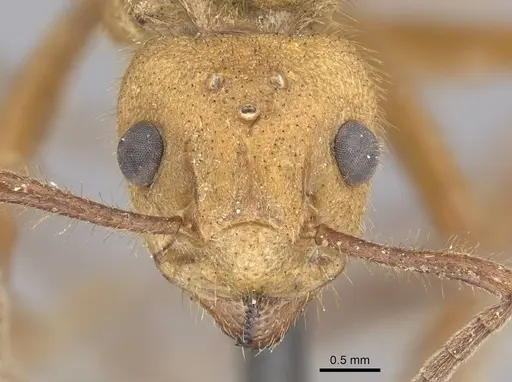 Dolichoderus abruptus - CASENT0915562