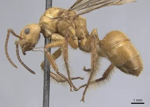 Dolichoderus abruptus - CASENT0915562