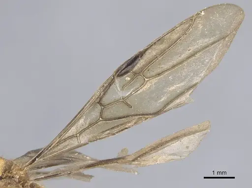 Dolichoderus abruptus - CASENT0915562