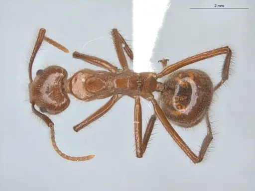 Dolichoderus abruptus - ECOFOG-BUG-0212-06