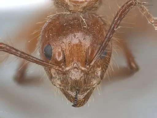 Dolichoderus abruptus - ECOFOG-BUG-0212-06