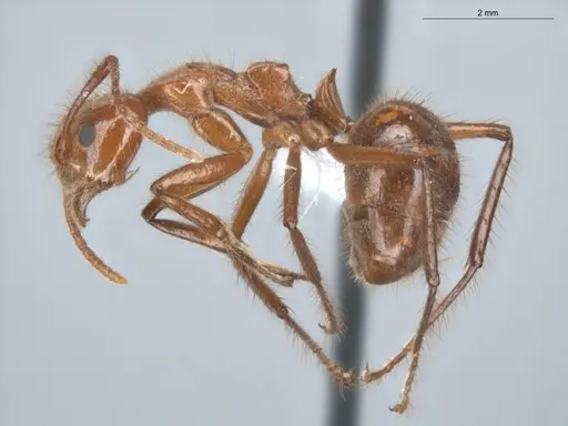 Dolichoderus abruptus - ECOFOG-BUG-0212-06