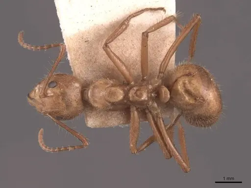 Dolichoderus abruptus - FMNHINS0000045048