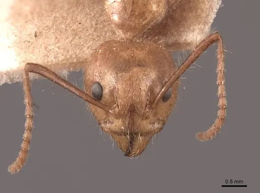 Dolichoderus abruptus - FMNHINS0000045048